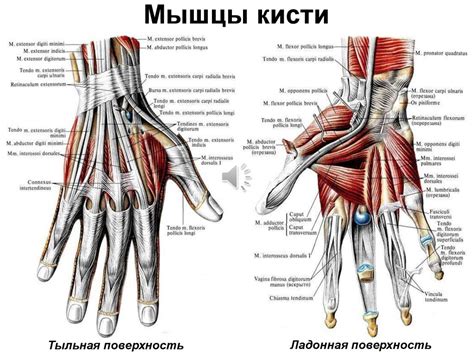 Мышцы кисти