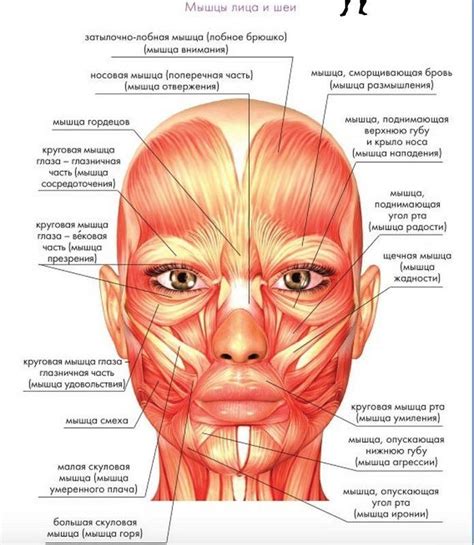 Мышцы лица: выразительность и привлекательность
