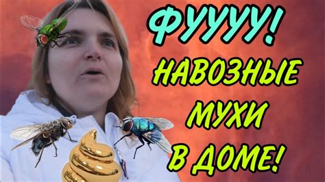 Навозные мухи в доме