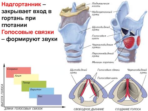 Нагрузка на голосовые связки