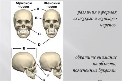 Надбровные дуги у мужчин: форма и ее значение