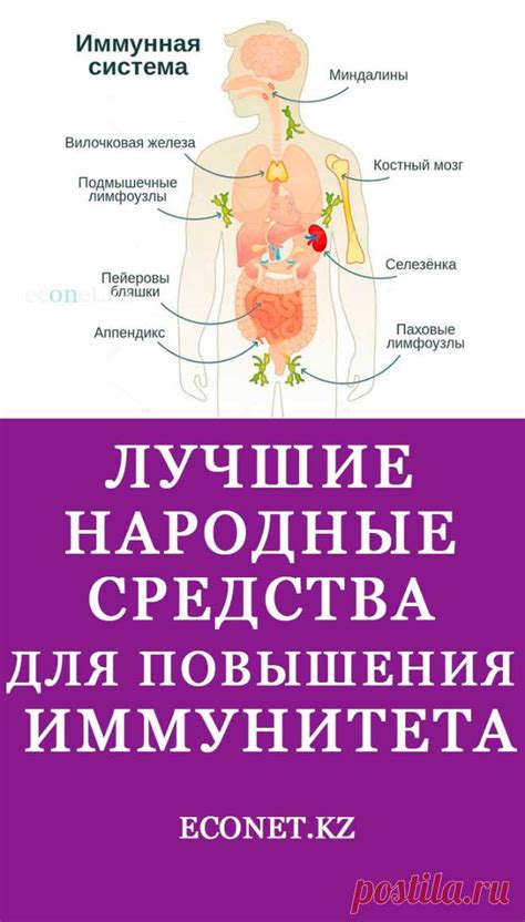 Народные средства повышения иммунитета: лучшие методы и советы