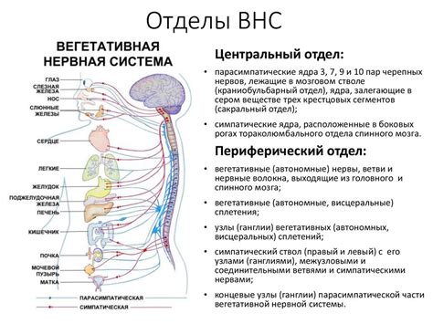 Нарушение вегетативной нервной системы