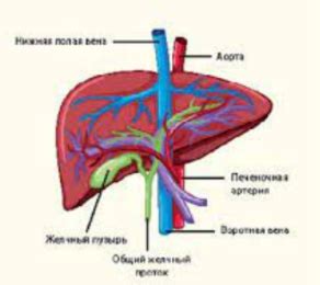 Нарушение кровообращения в печени