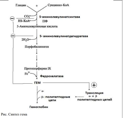 Нарушение синтеза гемоглобина