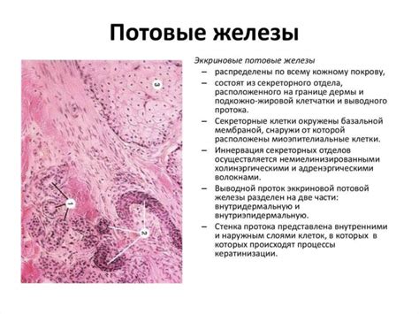 Нарушение функции сальных желез