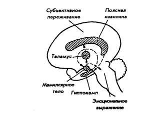 Нарушение химического баланса мозга и нейрохимия эмоций