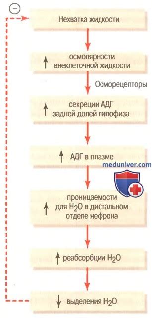 Нарушения азотовыделительной способности почек