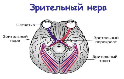 Нарушения в работе оптических нервов