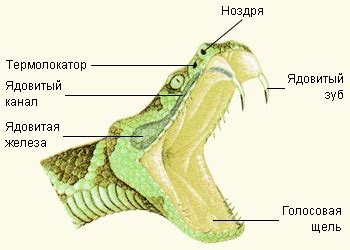 Наследственность и эволюция глаз у змей