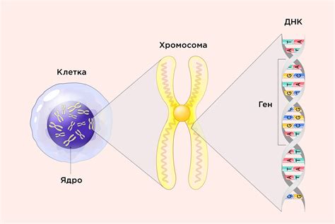 Наследственность как объяснение