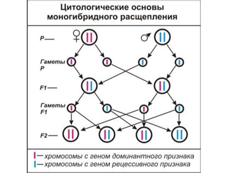 Наследственные факторы и генетика