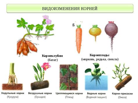 Наследственный характер видоизмененного корня