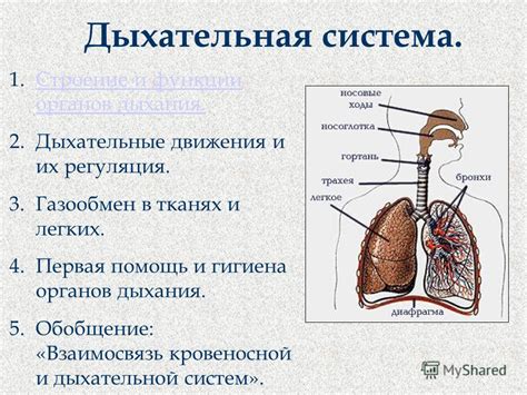 Насморк и кряхтение: взаимосвязь и воздействие на дыхательные пути