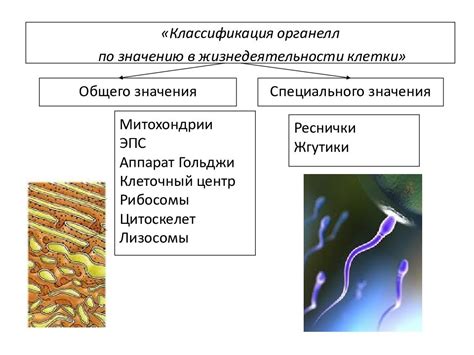 Наука и эволюционное объяснение жизни