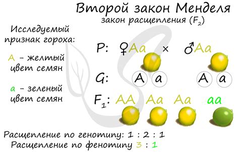 Наука о генетике: принципы исследований