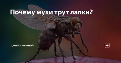 Научное объяснение явления снов с участием летящих грызунов