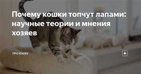 Научные теории: почему коты катаются?