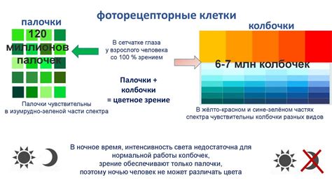 Научные факты: почему человеческий глаз воспринимает цвета неверно