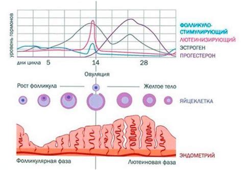 Начало цикла с мазками: когда именно