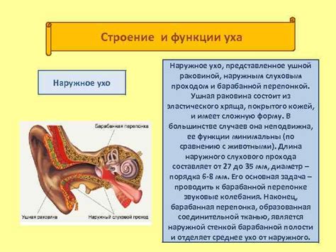 На что обратить внимание при уходе за наружным слуховым проходом