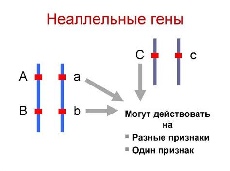 Неаллельные гены и их влияние на фенотип