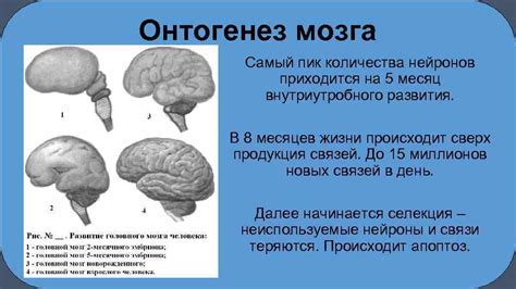 Негативные последствия незрелости мозга на интеллектуальное развитие