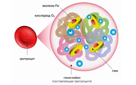 Негемовое железо: понятие и особенности