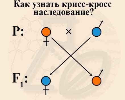 Недостатки крисс-кросс наследования