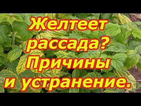 Недостаток питательных веществ и желтизна рассады помидор