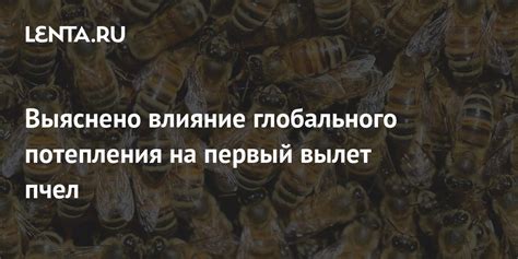 Недостаток пищевых ресурсов: влияние на отроение пчел