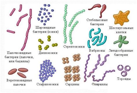 Недостаточное количество бактерий