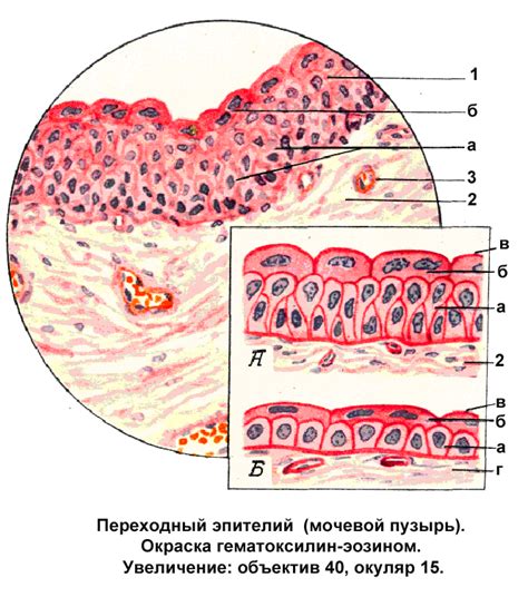 Неизмененный цилиндрический эпителий пластами