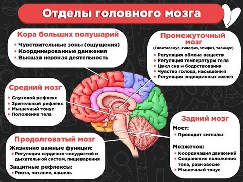 Нейробиология снов: разгадка вклада мозга в их смысловое содержание