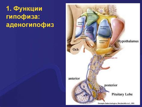 Нейрогипофиз: структура и функции