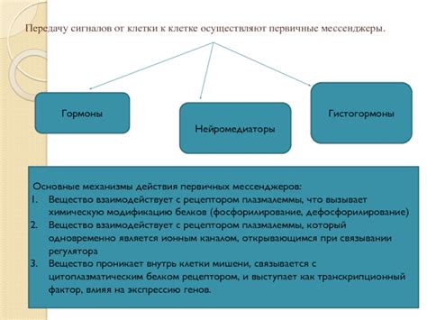 Нейромедиаторы: основные функции и значимость для организма