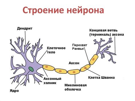 Нейроны головного мозга: структура и функции