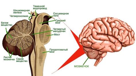 Нейрофизиологическое объяснение