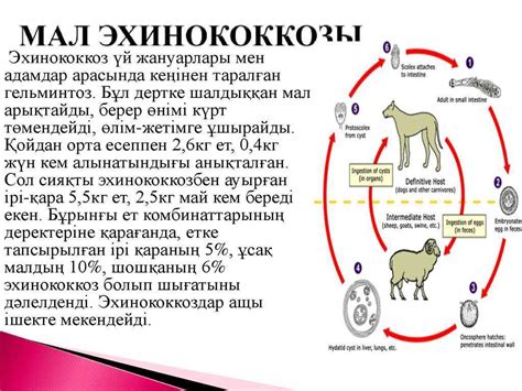 Нейроцистицеркоз и эхинококкоз: сравнение заболеваний, диагностика и профилактика