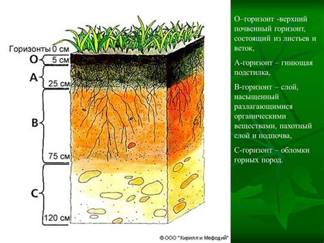 Нейтральная почва: значение и характеристики