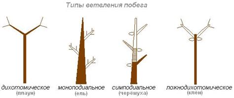 Неконтролируемый рост побегов