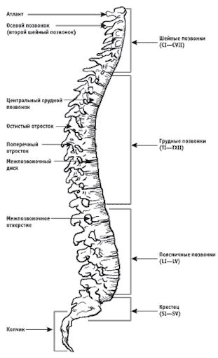 Некоторые характеристики типичного стеганного человека