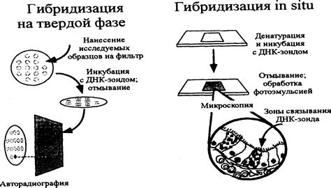 Некроспермия в медицине