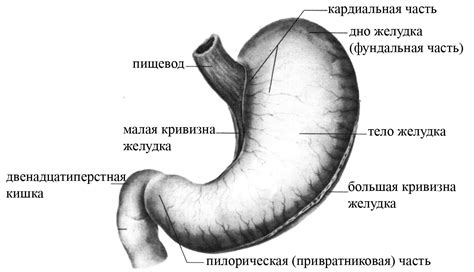 Некротические массы в желудке: