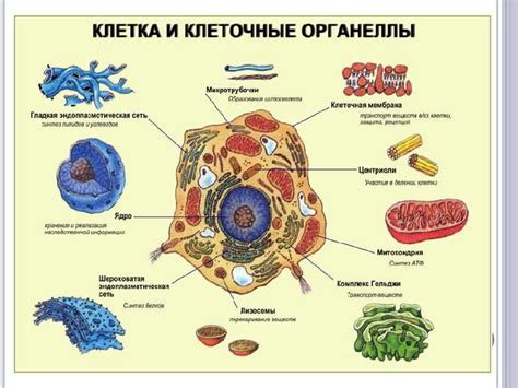 Немембранный органоид: понятие, функции и роль в клетке