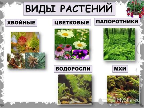 Неморальный вид растений