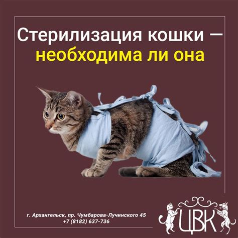 Необходима ли государственная регистрация кошки?