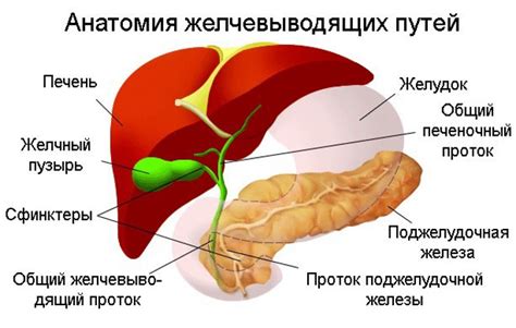 Необходимость дифференциации протоков для притока желчи