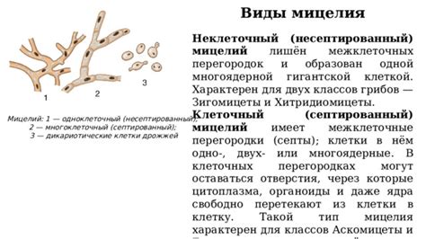 Необходимость мицелия для жизнедеятельности грибов