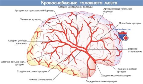 Необычное строение мозговых артерий: